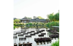 2026黄石夏季团建新篇：贝塔团建以‘长安的荔枝’解锁国风团建新体验
